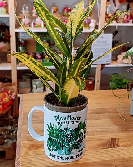 Taza Plantlover Social Club