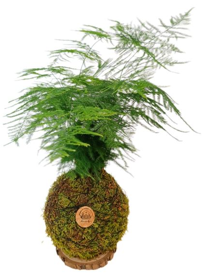 Kokedama Esparraguera Plumosa