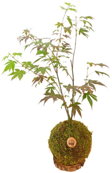 Kokedama Arce Japonés