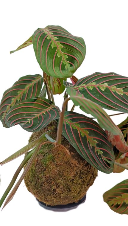 Kokedama Maranta Leuconeura