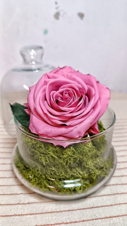 Rosa en Cúpula de Cristal